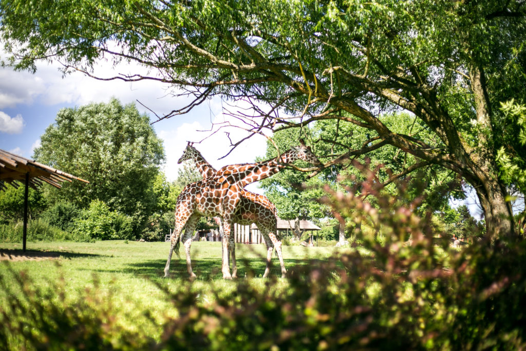 Zoo Safari w czeskim mieście Dvur Kralove